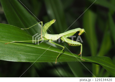 ムネアカハラビロカマキリの幼虫 129134420