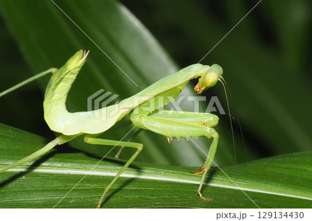 ムネアカハラビロカマキリの幼虫 129134430