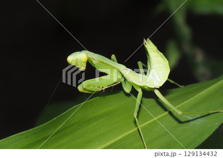 ムネアカハラビロカマキリの幼虫 129134432