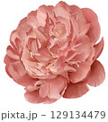 watercolor peony illustration isolated on white bud botanical 129134479