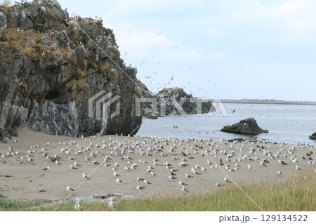 日本有数のウミネコ繁殖地蕪島 129134522