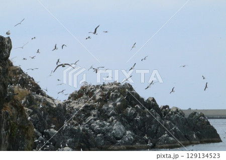 日本有数のウミネコ繁殖地蕪島 日本有数のウミネコ繁殖地蕪島 129134523