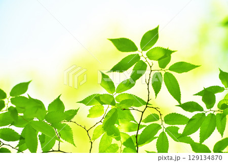 清々しさが漂う新緑の季節 129134870