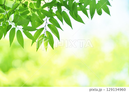 清々しさが漂う新緑の季節 清々しさが漂う新緑の季節 129134960