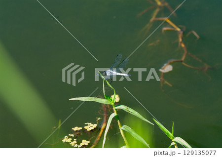 シオカラトンボ 129135077