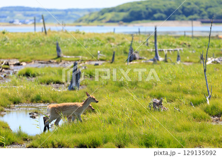 春国岱の鹿 129135092