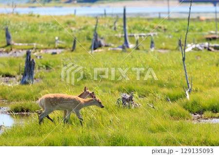 春国岱の鹿 129135093