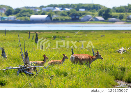 春国岱の鹿 129135097