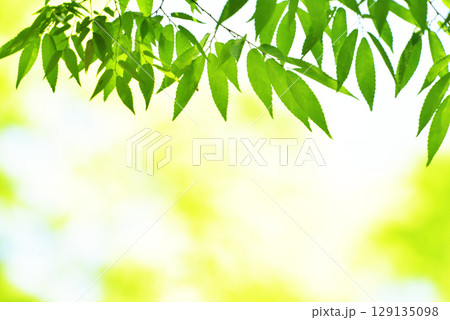 清々しさが漂う新緑の季節 129135098