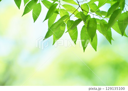 清々しさが漂う新緑の季節 清々しさが漂う新緑の季節 129135100