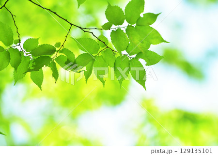 清々しさが漂う新緑の季節 清々しさが漂う新緑の季節 129135101
