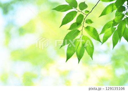 清々しさが漂う新緑の季節 129135106