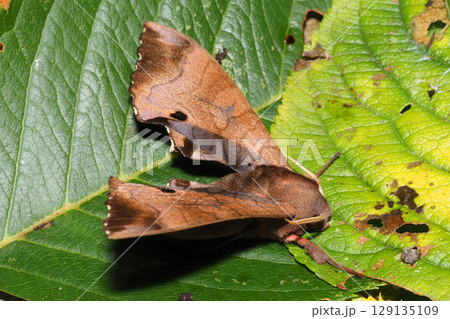 モモスズメ 129135109