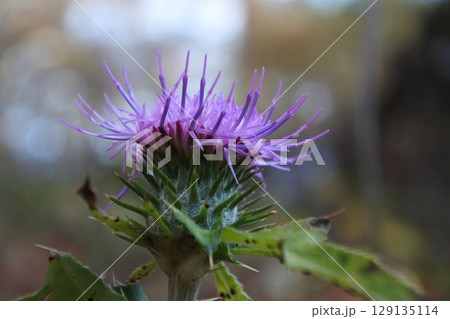 アザミ、あざみ 129135114