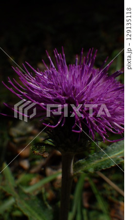 アザミ、あざみ 129135118