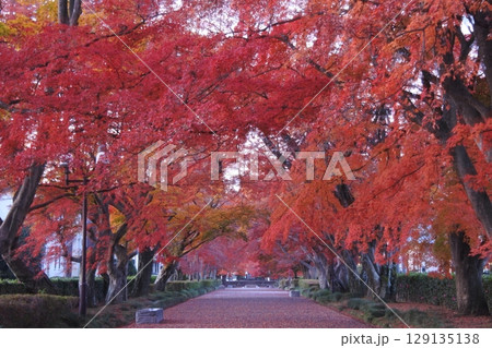 紅葉、もみじ、大山参道 129135138