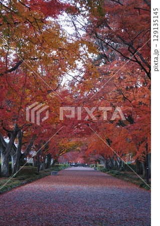 紅葉、もみじ、大山参道 129135145