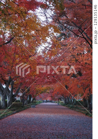 紅葉、もみじ、大山参道 129135146