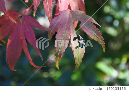 1葉の紅葉、虫食い 1葉の紅葉、虫食い 129135156