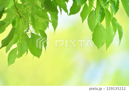 清々しさが漂う新緑の季節 129135212
