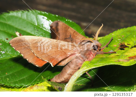 モモスズメ 129135317