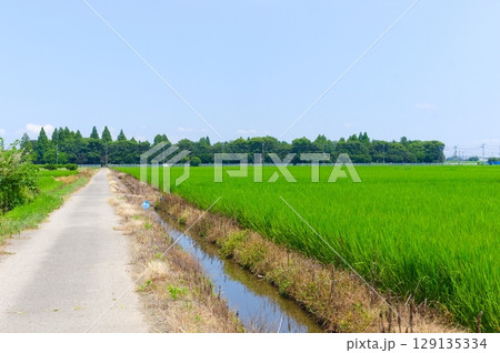 埼玉県松伏町松伏総合公園周辺2025年7月 埼玉県松伏町松伏総合公園周辺2025年7月 129135334