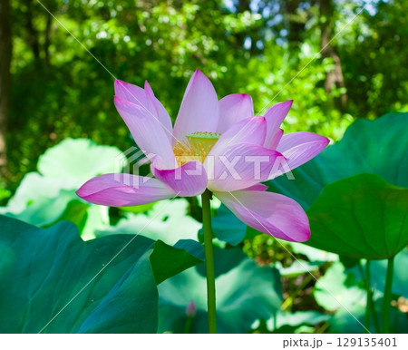蓮の花 129135401