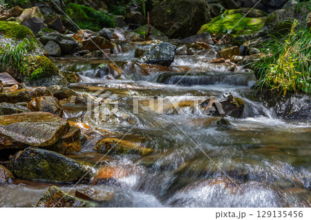 ニシブタ沢の清流　野反湖畔のハイキングコース 129135456