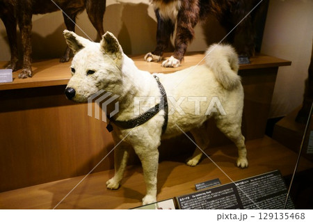 8118　忠犬ハチ公 129135468