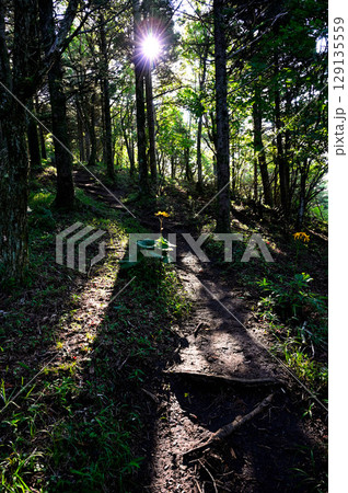 御坂山地の破風山　木漏れ日が山道に咲くマルバダケブキを照らす 129135559