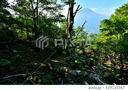 御坂山地の黒岳の森から眺める夏の富士山 129135567