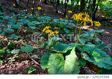 御坂山地の黒岳 森に咲くマルバダケブキの花 御坂山地の黒岳 森に咲くマルバダケブキの花 129135568