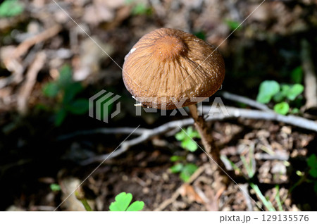 御坂山地の黒岳 ムジナタケ 御坂山地の黒岳 ムジナタケ 129135576