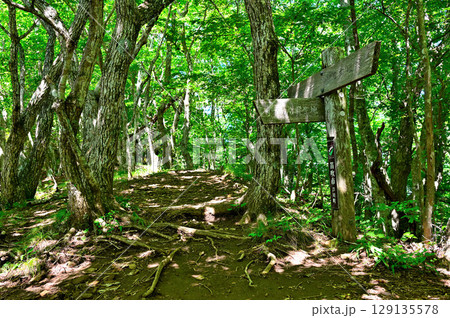 御坂山地の府駒山 笛吹市トレッキングコースの登山道 御坂山地の府駒山 笛吹市トレッキングコースの登山道 129135578