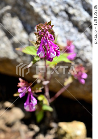 御坂山地の釈迦ヶ岳に咲く　ママコナ 129135586