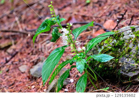 御坂山地の雪頭ヶ岳にて　シモバシラ 129135602
