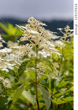 夏の高原に咲くノリウツギ 夏の高原に咲くノリウツギ 129135618