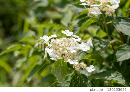 夏の高原に咲くノリウツギ 129135623