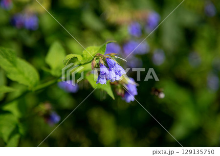 Closeup of blooming blue flowers in summer garden. Common comfrey or Symphytum officinale in bloom. Natural floral background. Selective focus photography. Shallow depth of field. Closeup of blooming blue flowers in summer garden. Common comfrey or Symphytum officinale in bloom. Natural floral background. Selective focus photography. Shallow depth of field. 129135750