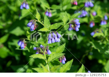 Blooming blue flowers in summer garden. Common comfrey or Symphytum officinale in bloom. Natural floral background. 129135753