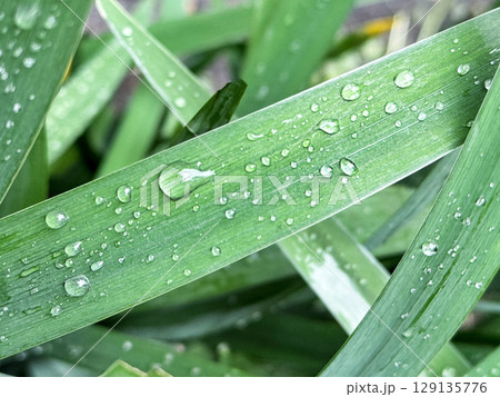 Closeup of raid drops on leaves. Plants after rain. Raindrops on green grass. Natural background. 129135776