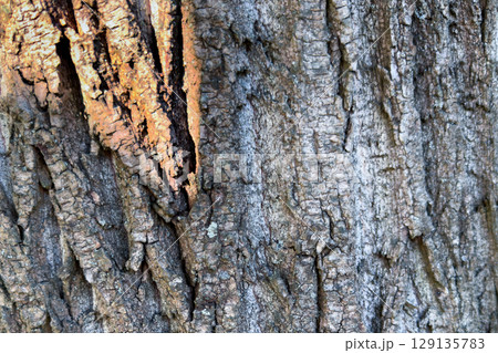 Tree bark texture. Rough grainy surface. Natural wooden background. Closeup of a tree trunk. 129135783