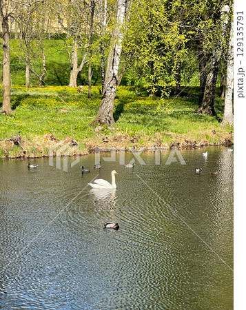 Beautiful swan swims in a pond. Sunny spring day in park. Vertical photography. 129135791