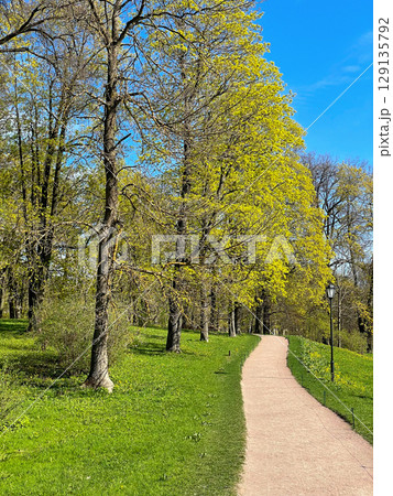 Scenic walking path in the park in sunny spring day. Pathway surrounded by green trees and grass. 129135792