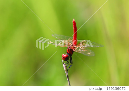 ハッチョウトンボのオス ハッチョウトンボのオス 129136072