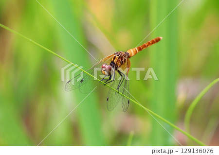 ハッチョウトンボのオス（未成熟） 129136076