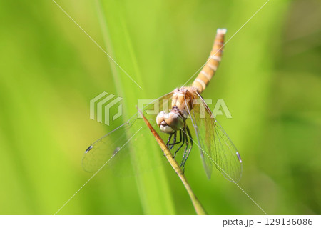 羽化直後のハッチョウトンボのメス 129136086