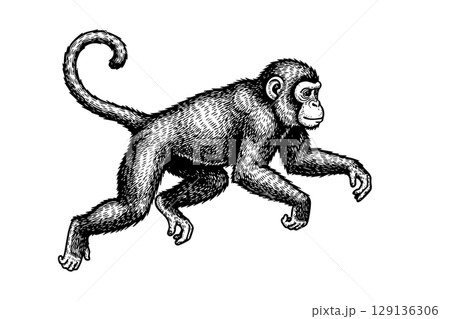 Playful vector illustration of a monkey in motion, ideal for energetic and fun animal themes. 129136306