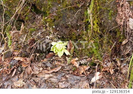 25330秋山郷前倉 129136354