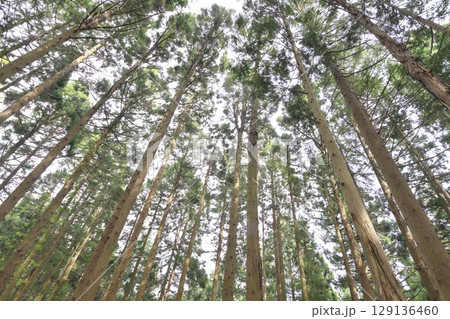 杉林を下から仰ぎ見る 129136460